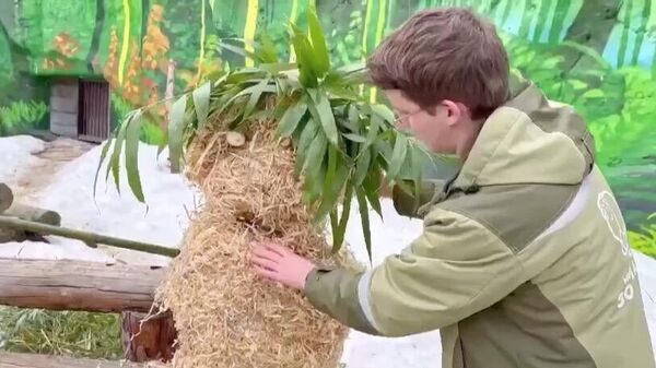 Сотрудники Московского зоопарка собирают бамбуковую куклу для панд Катюши и Диндин