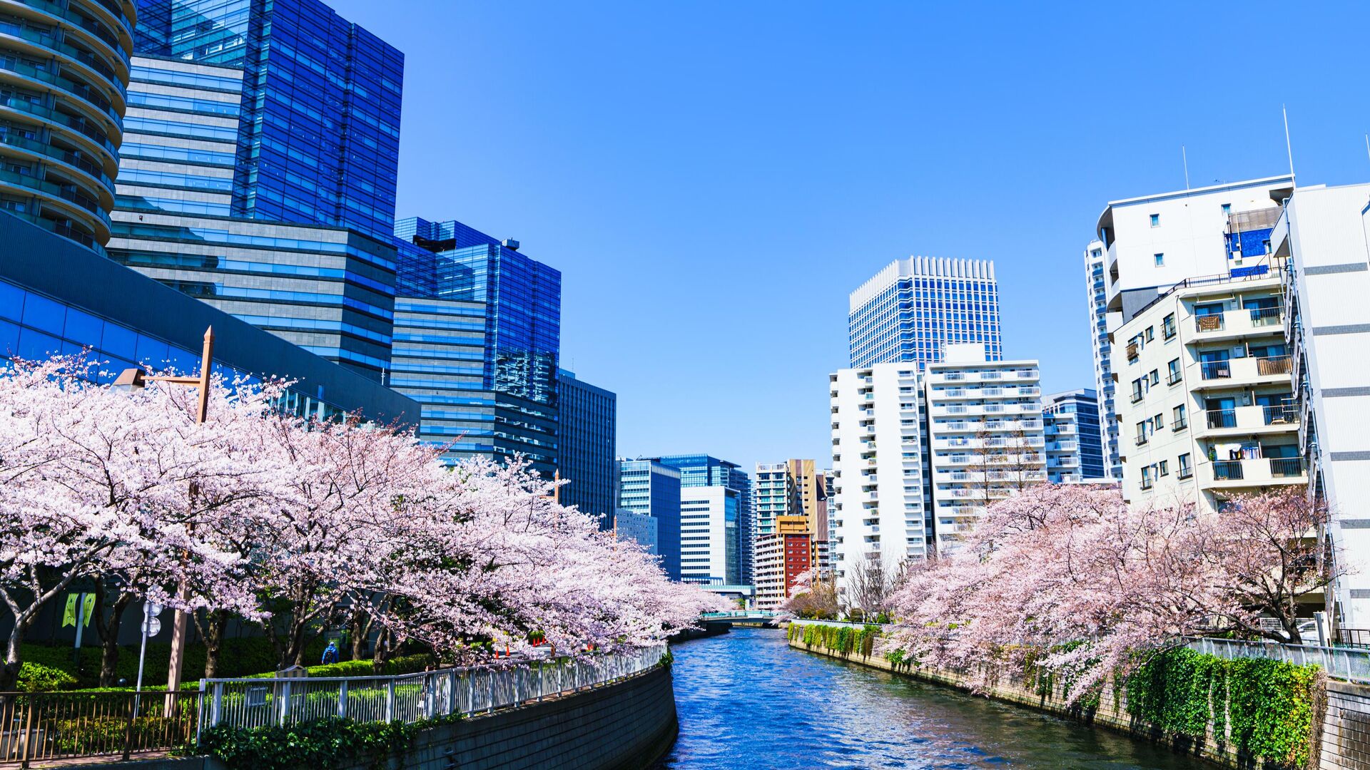 Цветение сакуры в Токио, Япония Цветение сакуры в Токио, Япония - РИА Новости, 1920, 21.06.2024
