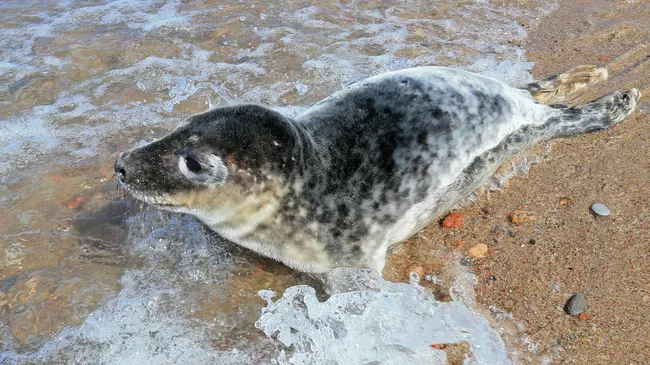 Детеныш тюленя на побережье Балтийского моря