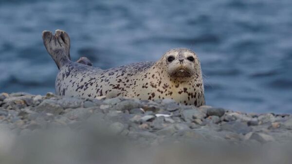 Тюлень ларга в Дальневосточном морском заповеднике
