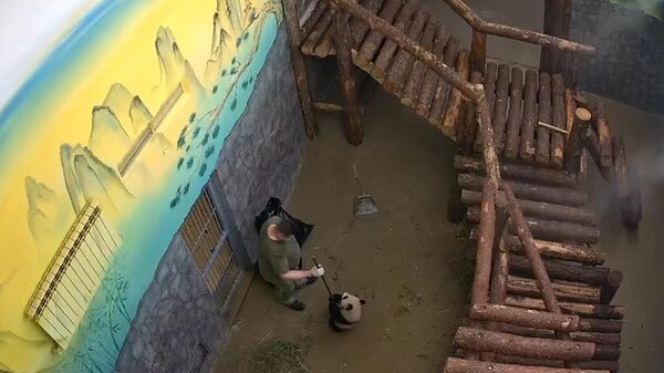 Уборка с пандой Катюшей в Московском зоопарке