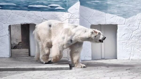 Белый медведь по кличке Айон в зоопарке Ростова-на-Дону