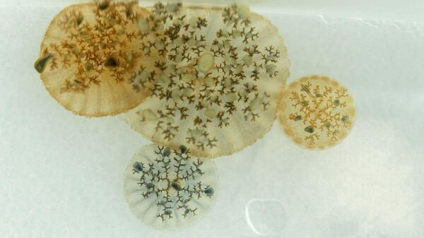 Размножение медузы цианеи волосистой в Приморском океанариуме