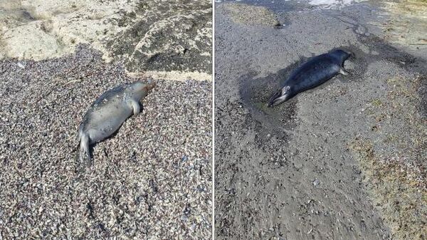 Туши мертвых тюленей на побережье Каспийского моря в Тупкараганском районе Казахстана