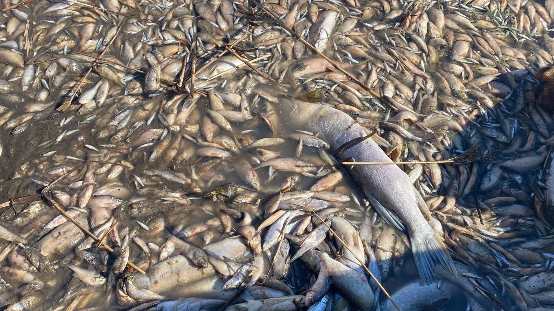 Мертвая рыба в озере села Чуварлей в Чувашии - РИА Новости, 1920, 29.03.2024