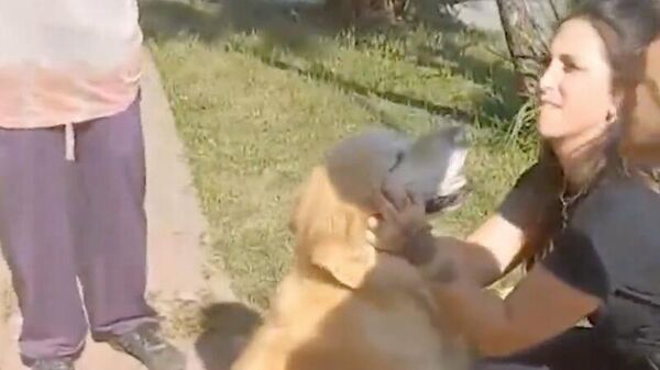 Зоозащитники забрали собаку, хозяйка которой попросила попросила забить ее. Кадр видео