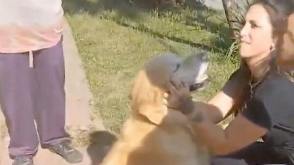  Зоозащитники забрали собаку, хозяйка которой попросила попросила забить ее. Кадр видео