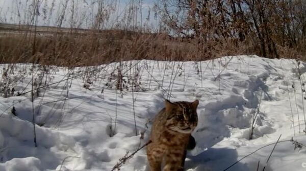 Лесной кот в Муравьёвском парке Приамурья