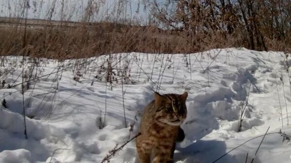 Лесной кот в Муравьёвском парке Приамурья