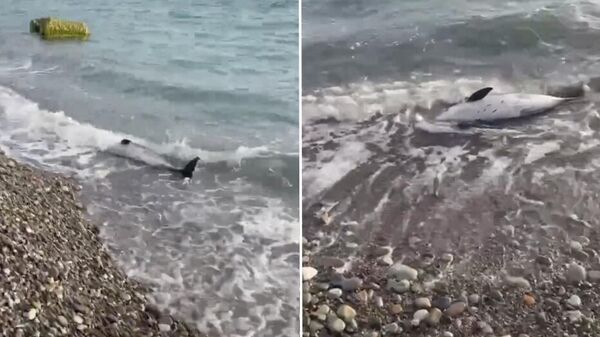 Мертвые дельфины на берегу Черного моря в Сочи