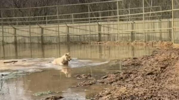 Затопленный парк львов Земля прайда в Подмосковье