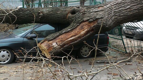 Дерево упавшее на машину в результате штормового ветра в московском районе Сокольники