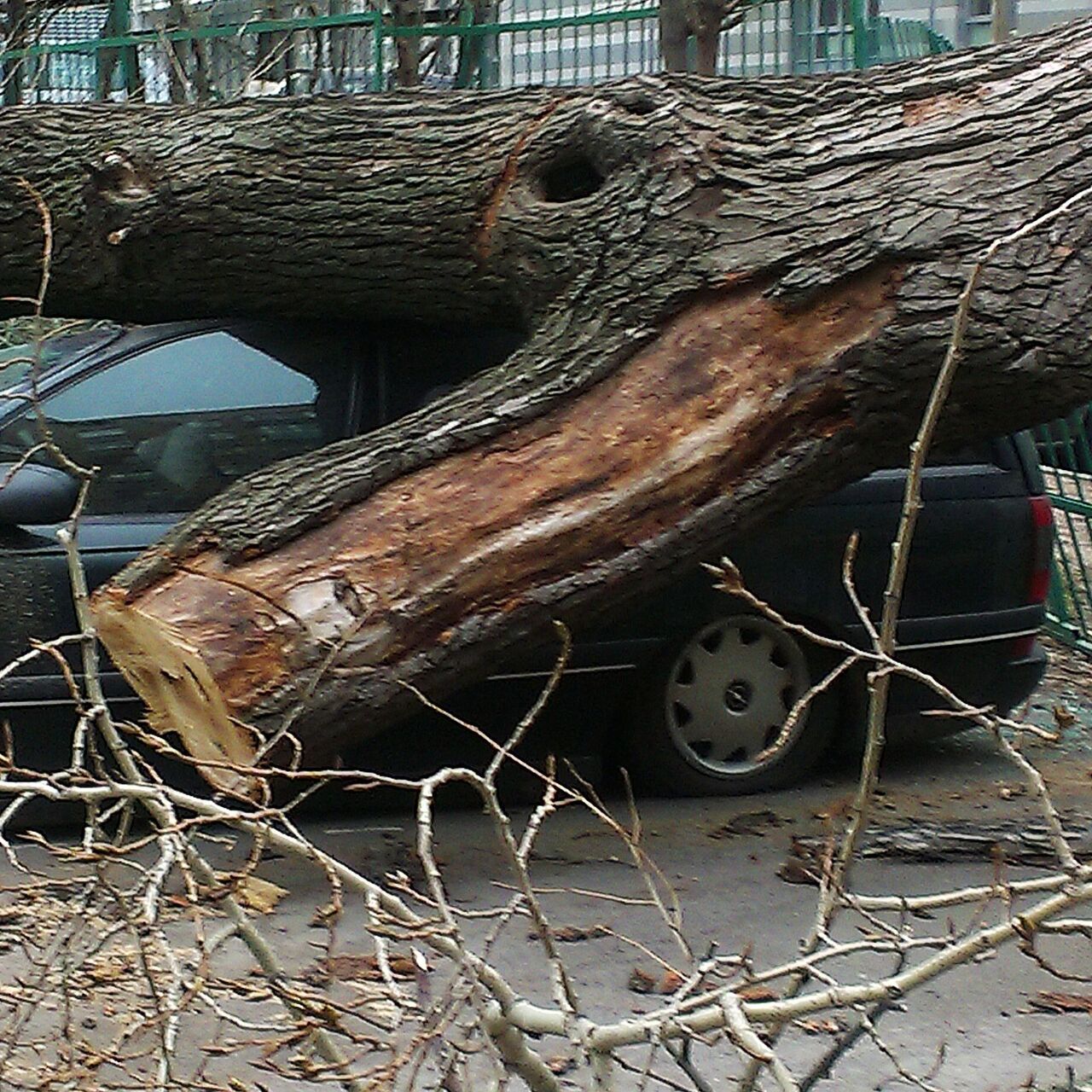 В Подмосковье из-за сильного ветра упали 165 деревьев - РИА Новости,  04.04.2024