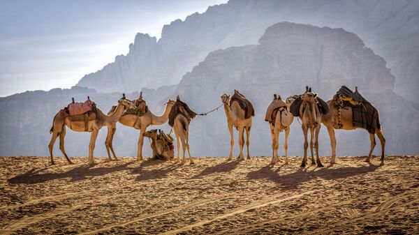 Верблюды в Иордании 