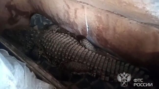 Живой крокодил в грузовике на пункте пропуска Орск
