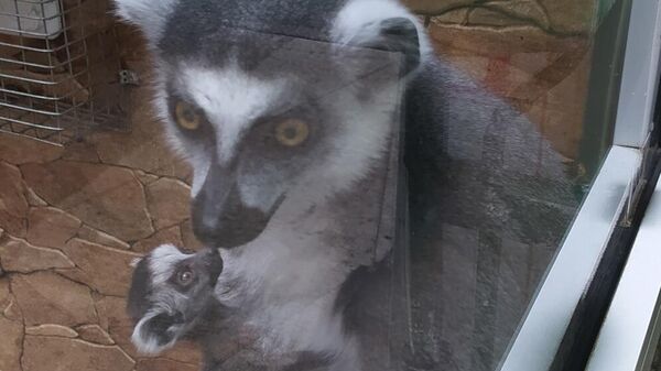 Самка лемура Джулиана с детенышем в зоопарке Омска