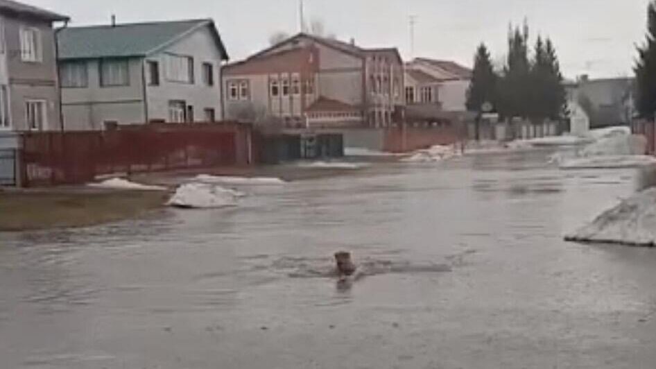 Глава сельсовета Солнечное Алтайского края на камеру переплыл огромную лужу - РИА Новости, 1920, 04.04.2024