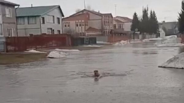 Глава сельсовета Солнечное Алтайского края на камеру переплыл огромную лужу