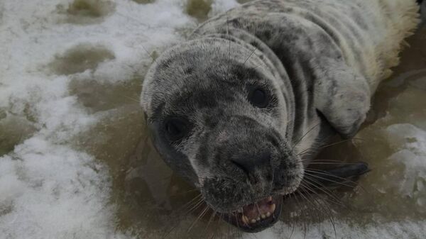 Истощенный детеныш тюленя, спасенный в Ленинградской области