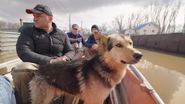 Мэр Оренбурга Сергей Салмин во время объезда затопленных территорий спас бродячую собаку