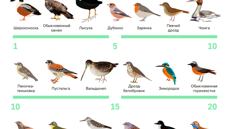Календарь прилета птиц в Москву