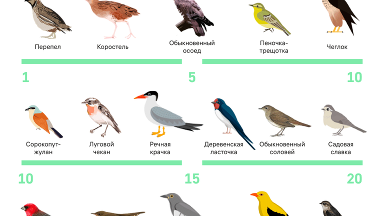 Календарь прилета птиц в Москву