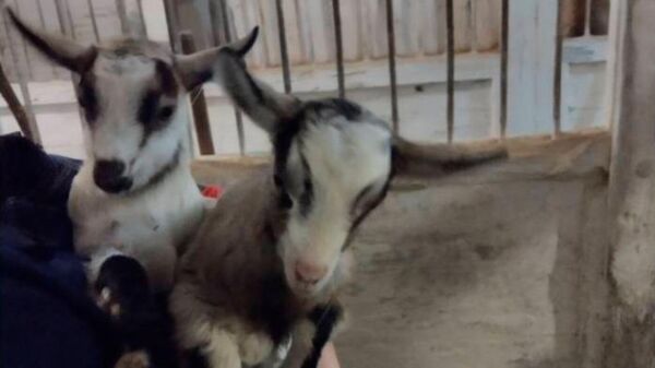 Детеныши домашней козы в заповеднике Аскания-Нова, Херсонская область