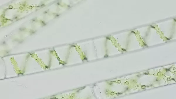 Микроводоросли рода Porphyridium под микроскопом Микроводоросли рода Porphyridium под микроскопом
