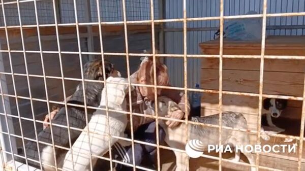 Около 50 собак с подтопленных территорий привезли в приют в Кургане