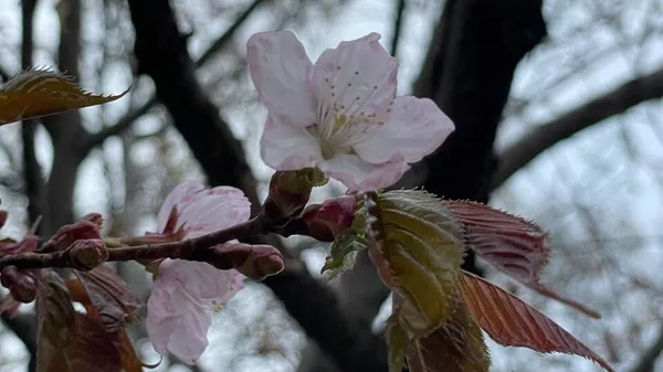 2024 年春のアプテカルスキー庭園の桜