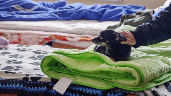 Собачка в пункте временного размещения в Орске для жителей, пострадавших от паводка
