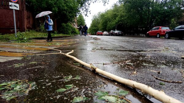 При урагане в Подмосковье упали 200 деревьев, один человек пострадал