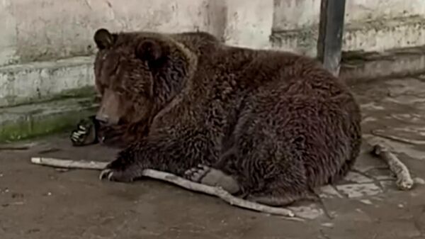 Спасенные медведи после пожара в зоопарке Евпатории