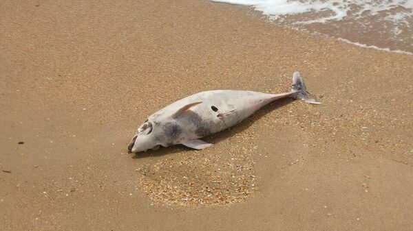Погибший дельфин, обнаруженный на берегу Черного моря в станице Благовещенская