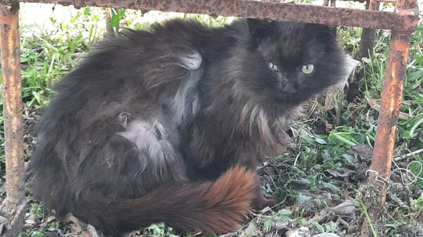 Кот Черныш, спасенный на станции по борьбе с болезнями животных в городе Аниве, Сахалин