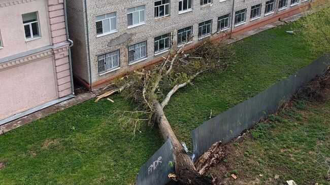 Поваленное ветром дерево в Тульской области