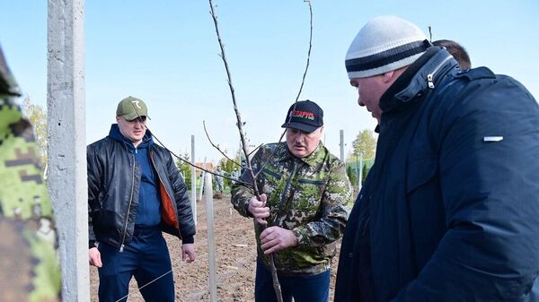 Президент Белоруссии Александр Лукашенко в день республиканского субботника на своей малой родине заложил яблоневый сад