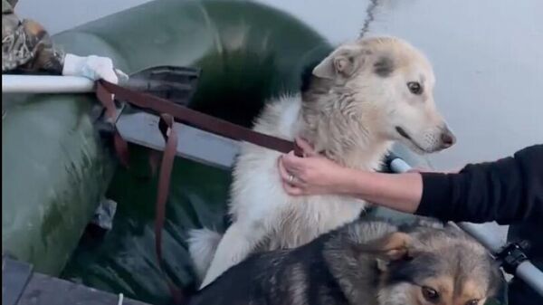 Волонтеры эвакуируют собак в затопленном Кургане. Кадр видео