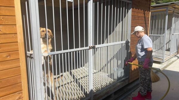 Первый муниципальный приют для животных в Сочи