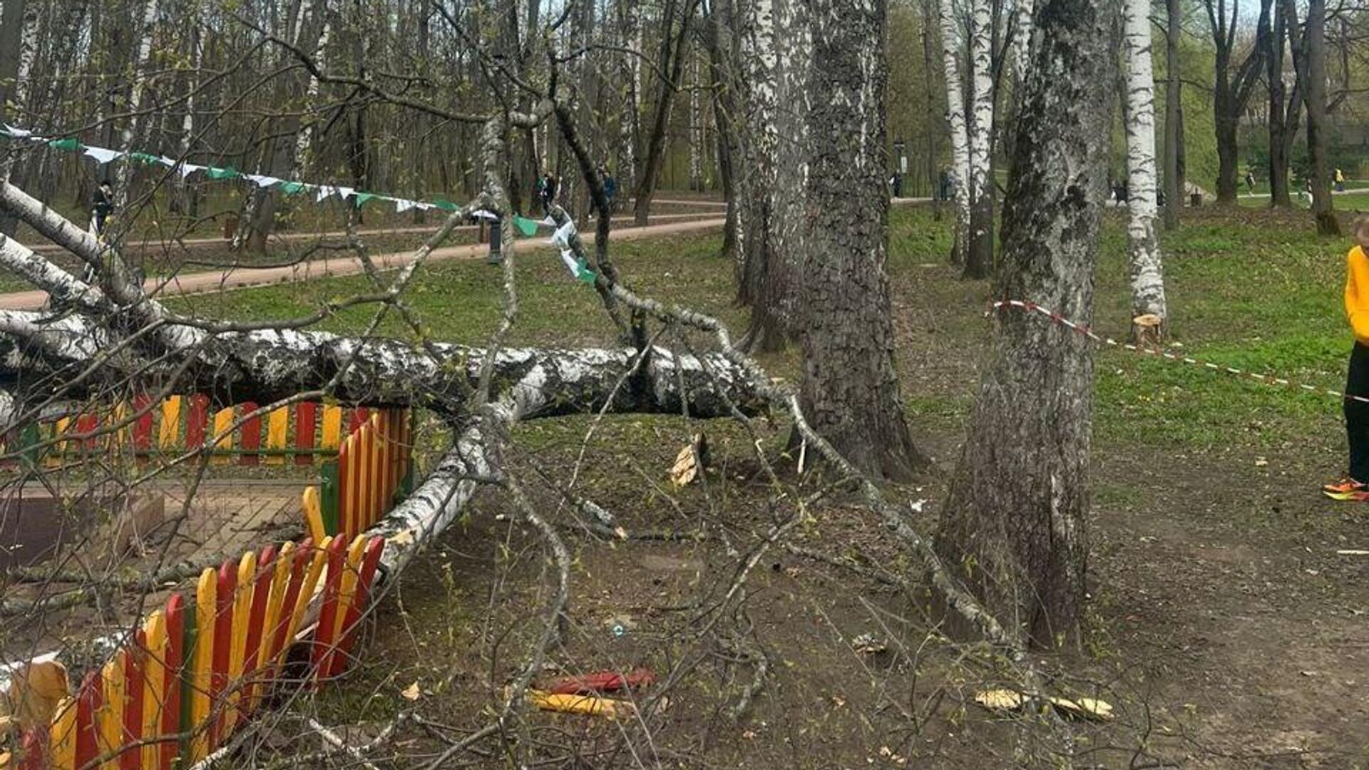Место падения дерева на детскую площадку в Красногорске - РИА Новости, 1920, 23.04.2024