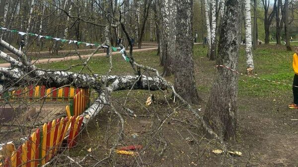 Место падения дерева на детскую площадку в Красногорске