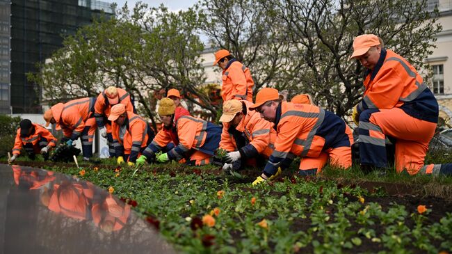 Сотрудники городской службы высаживают саженцы виолы в сквере у Большого театра в Москве