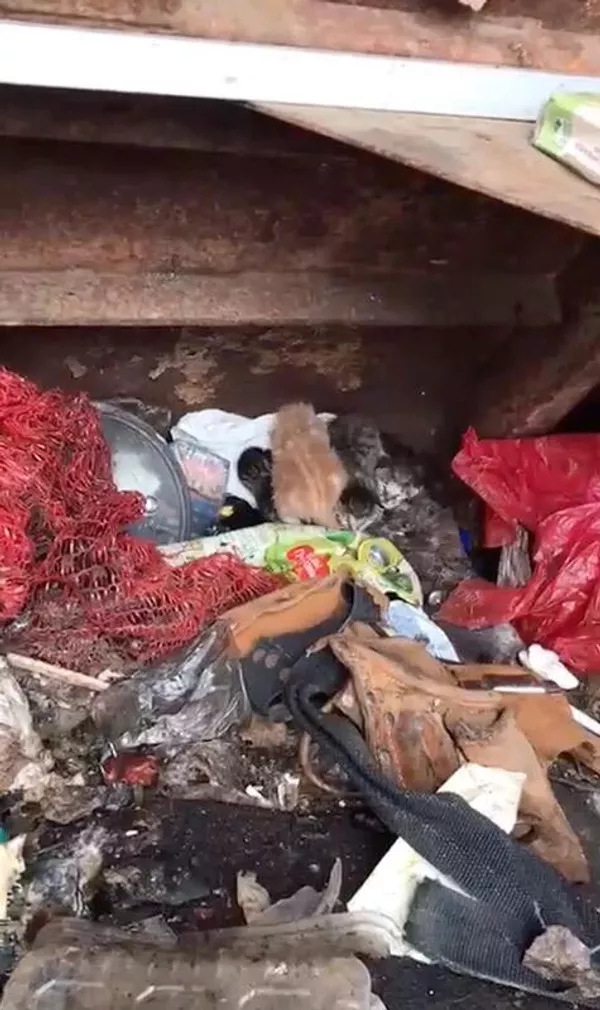 Котята, найденные в мусоровозе в Петербурге