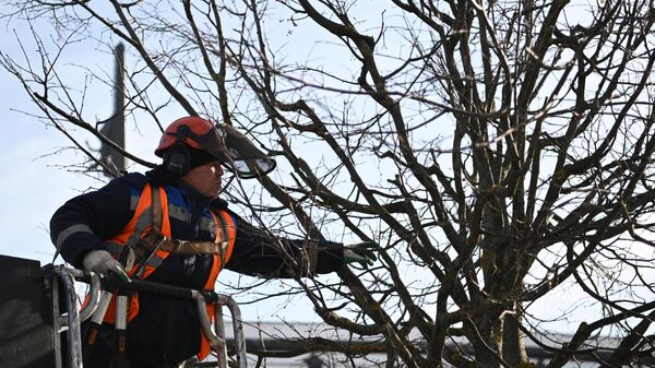 Сотрудник коммунальной службы занимается санитарной обрезкой деревьев в Парке Победы на Поклонной горе в Москве