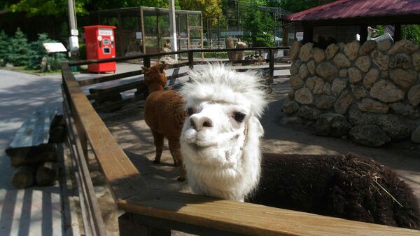 Альпаки в зоопарке Бахчисарайского парка миниатюр в Крыму