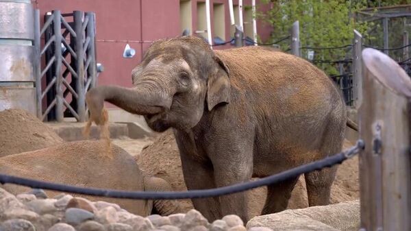 Слон из Московского зоопарка обсыпает себя свежим песком