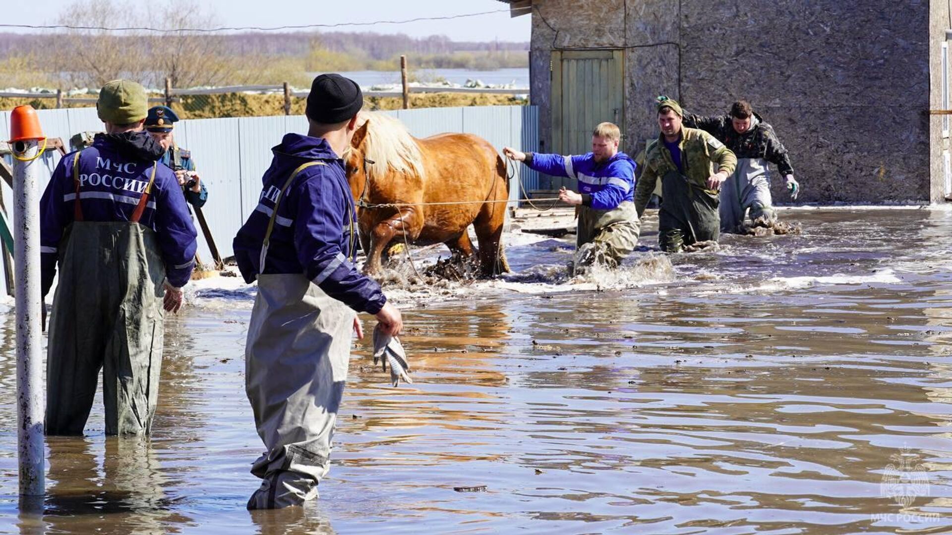 Сотрудники МЧС России спасают коня в Тюменской области1