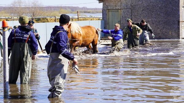 Сотрудники МЧС России спасают коня в Тюменской области