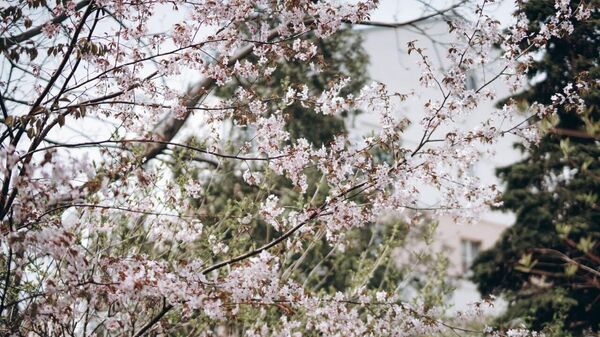 Цветение сакуры в ботаническом саду ЯГПУ имени К.Д. Ушинского