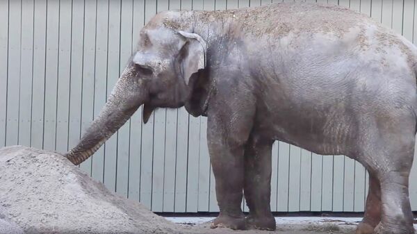 Новую песочницу для слона построили в Калининградском зоопарке